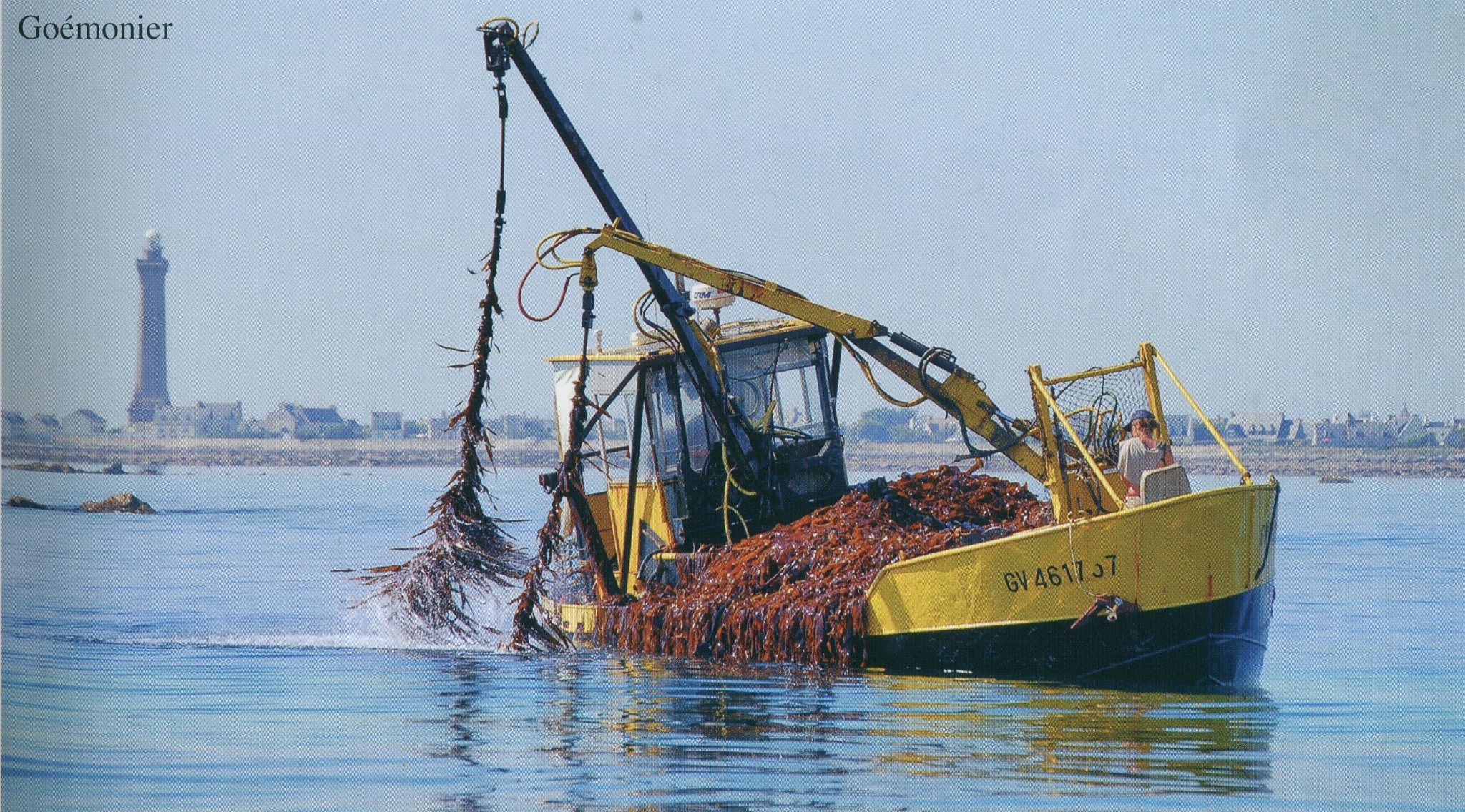 "Lamipol", goémonier basé à Saint-Guénolé